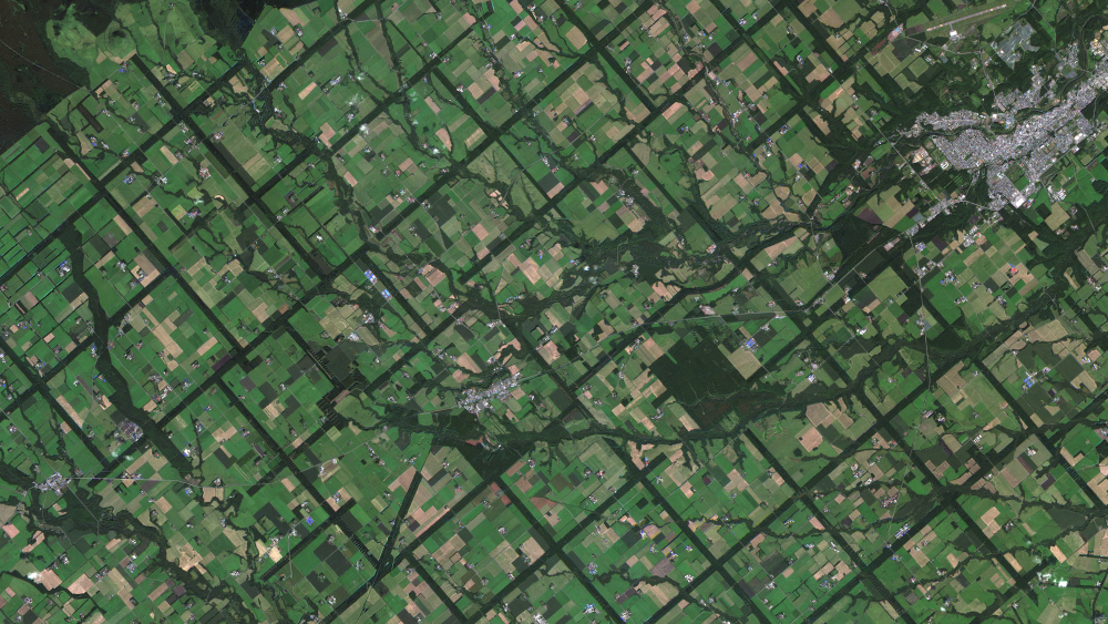 2020年9月29日に分解能2.5mのGRUSによって撮影された北海道中標津町の農地とカラマツ林の衛星写真（Axelspace提供）
